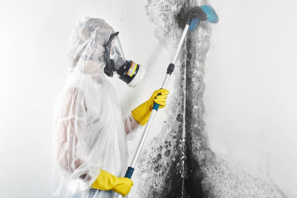 Mold Documentation for Insurance Claims