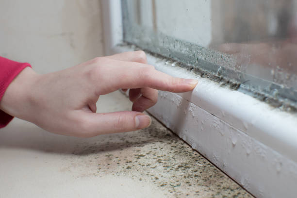 Professional Mold Removal in South Williamsport, PA