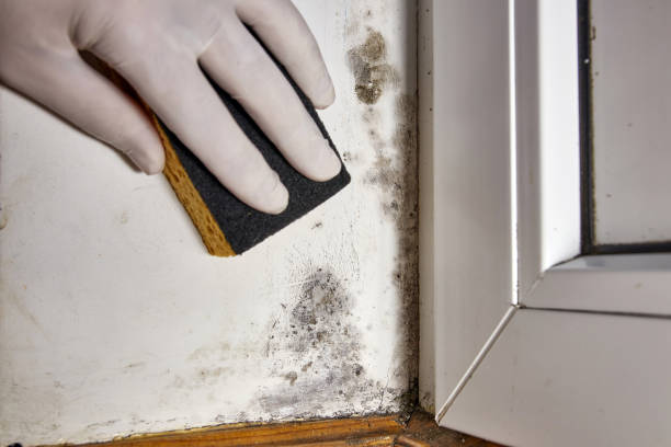 Forensic Mold Investigation